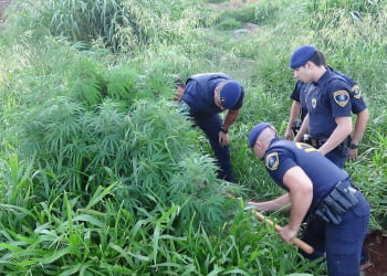 Foto: DivulgaÃ§Ã£o