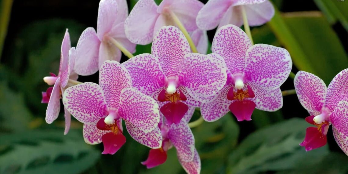 Grupo dá dicas de como cuidar de orquídeas