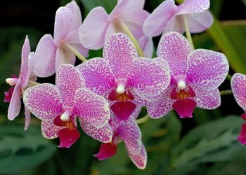 Grupo dá dicas de como cuidar de orquídeas