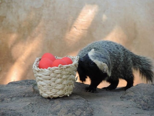 Animais do Zoológico de Piracicaba ganham ovos de Páscoa