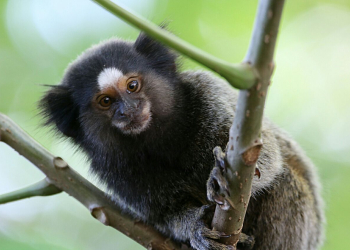 Foto: Gustavo Alves de Oliveira / PIRANOT