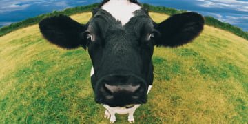 Vacas e outros animais são roubados de sítio em Piracicaba