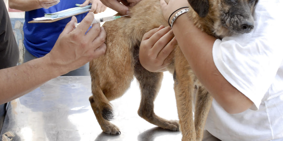 Zoonoses imuniza 33.266 animais contra a raiva em 2014