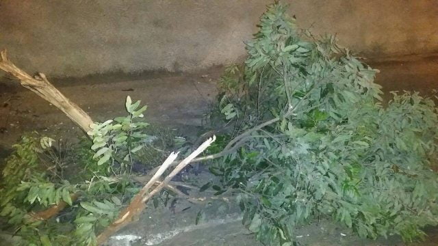 Foto: Wagner Romano / PIRANOT